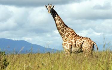 Masai giraffe