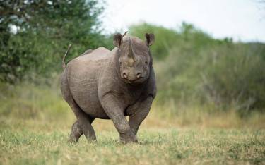 Black rhino