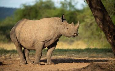 Black rhino