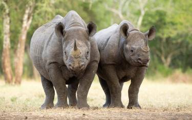 Black rhinos