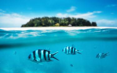 Snorkeling around Mnemba Island