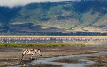 Zebra and flamingos drinking in the crater