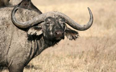 Buffalo