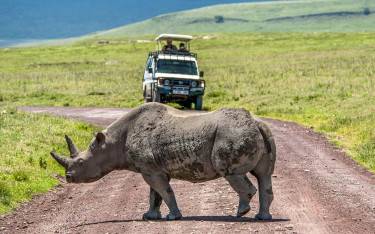 Black rhino on the road in front of a safari vehicle