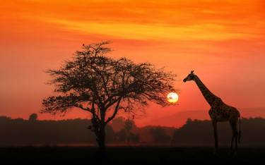 Giraffe at sunrise