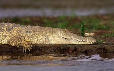 Nile crocodile