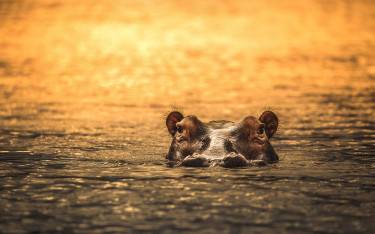 Hippo in the water