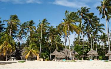 Palm-lined beach