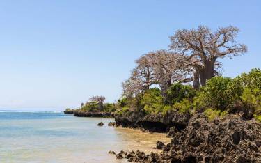 Baobab trees on the rocky shore
