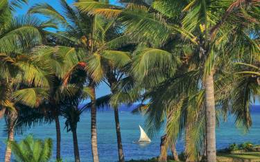Dhow seen through palm trees