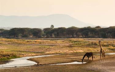 Masai giraffes