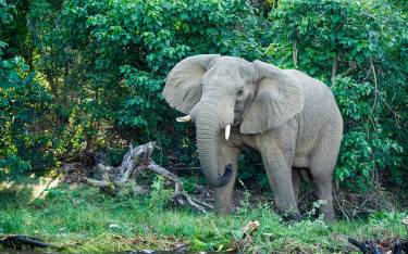 Elephant on the shore of Lake Victoria