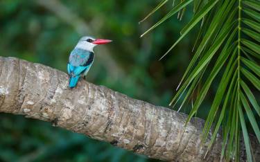 Mangrove kingfisher