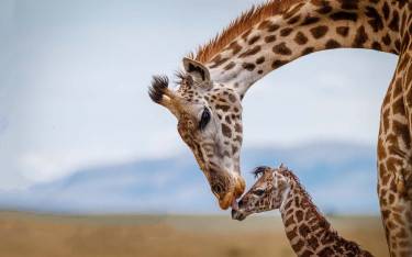 Female giraffe with young