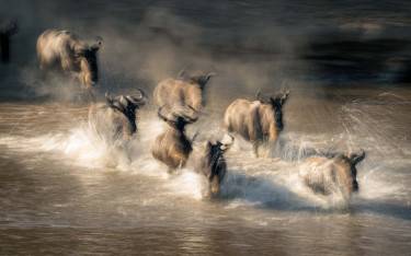 Wildebeest crossing a river during the Great Migration
