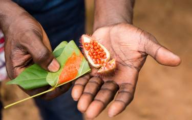 Farm worker on a spice plantation presenting freshly harvested annatto food coloring seed 