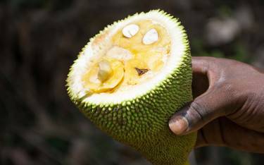 Man peeling jackfruit