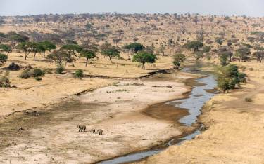 Elephants at a river in the Dry season