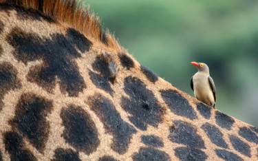 Red-billed oxpecker on a giraffe