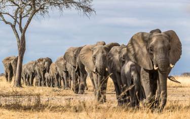 Elephants walking toward water