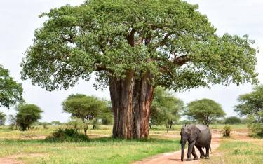Elephant next to a baobab tree