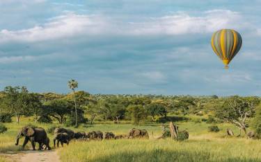 Hot-air balloon floating over a herd of elephants