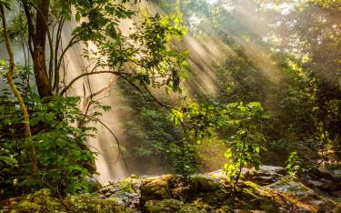 Forest interior