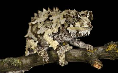 Spiny-flanked chameleon