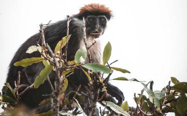 Udzungwa red colobus
