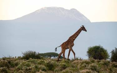 Giraffe in front of Mount Kilimanjaro at sunrise