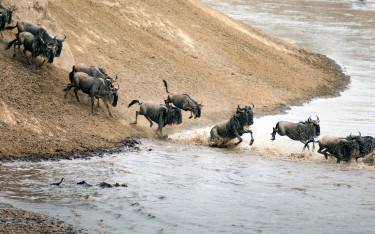 Wildebeest crossing the Grumeti River