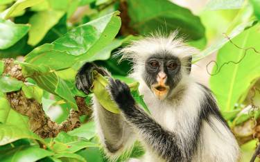 Kirk's red colobus