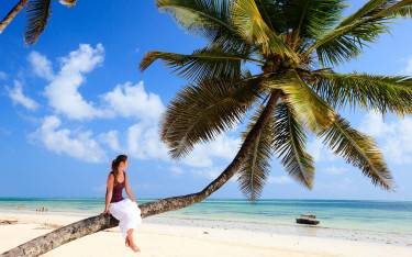 Palm tree bench