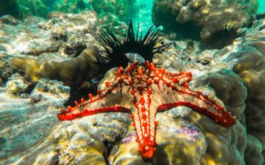 Red-knobbed sea star and sea urchins