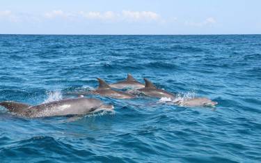 Dolphins swimming near Kizimkazi village