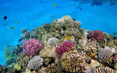 Coral reef
