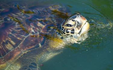 Green turtle at Mnarani Aquarium