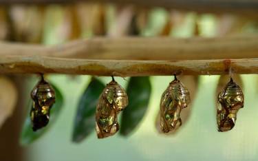 Pupa at Zanzibar Butterfly Centre