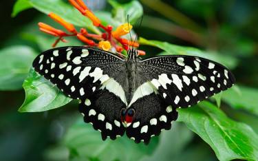 Citrus swallowtail at Zanzibar Butterfly Centre