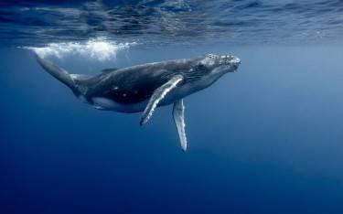 Humpback whale