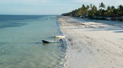 Palm-lined beach