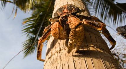 Giant coconut crab