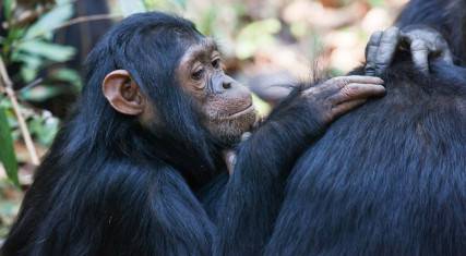 Chimpanzees grooming
