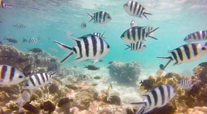 Coral reef with scissortail sergeants 