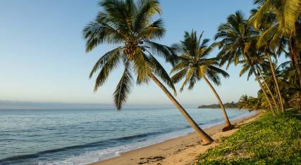 Palm-lined beach