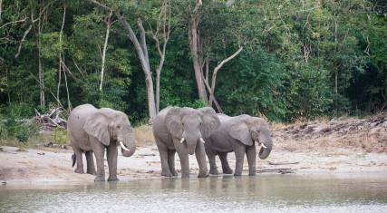 Elephants drinking