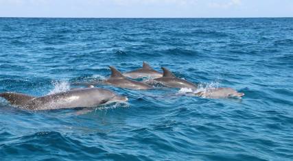 Dolphins swimming near Kizimkazi village