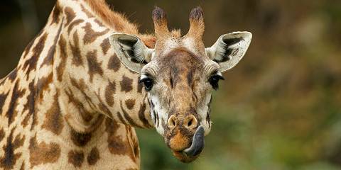 8-Day Wildlife Safari Adventure and Cultural Experiences