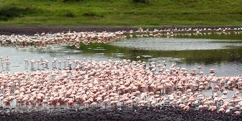 7-Day Tarangire Serengeti Ngorongoro & Lake Manyara