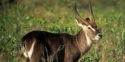 3-Day Ndutu Safari